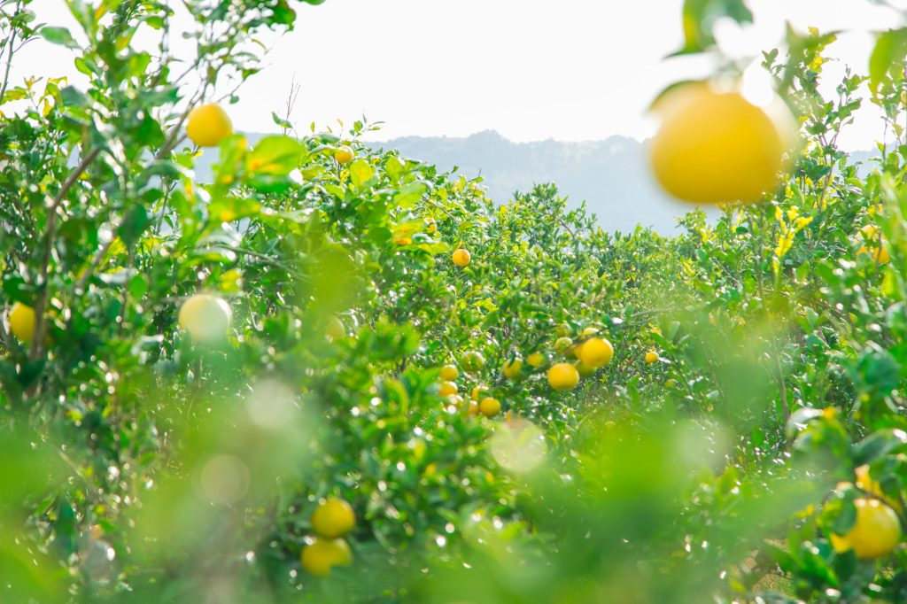 パーマカルチャー