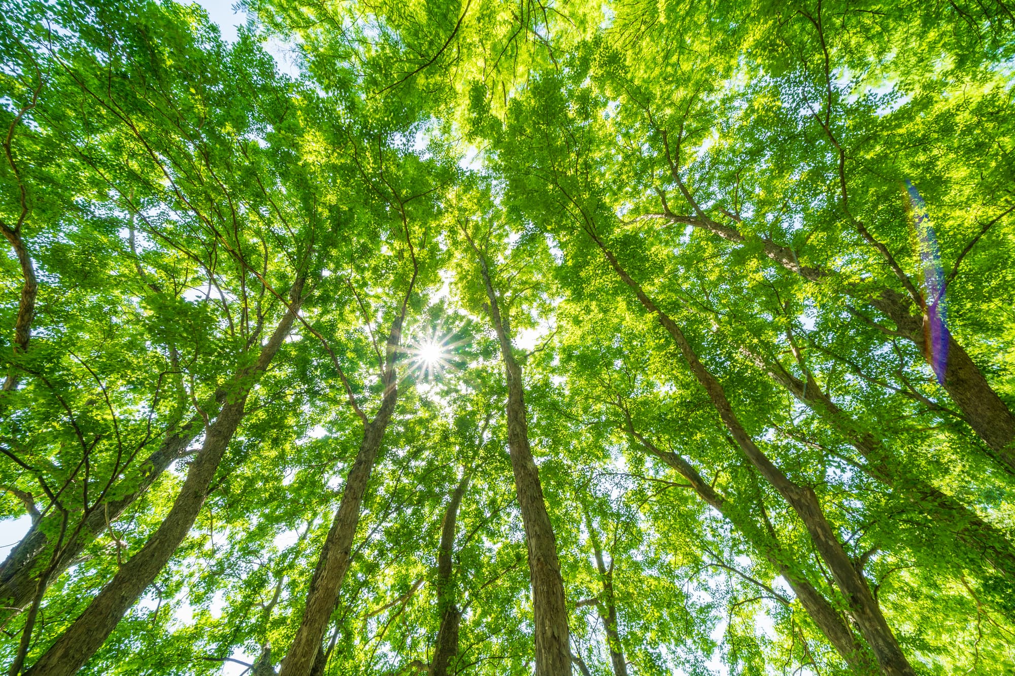 森林破壊を止めるために、私たちにできることは?原因と現状、解決策を解説