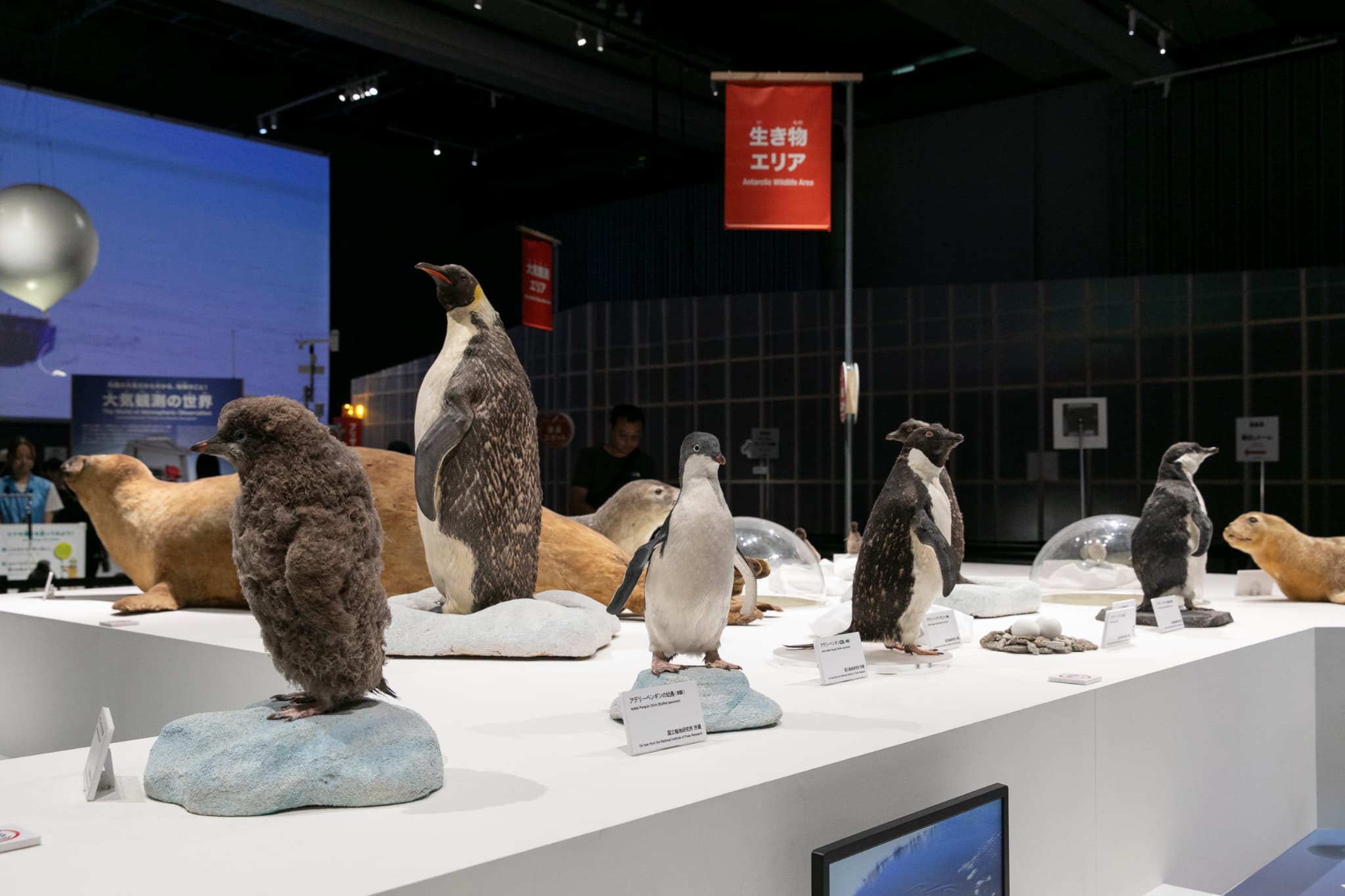 大南極展