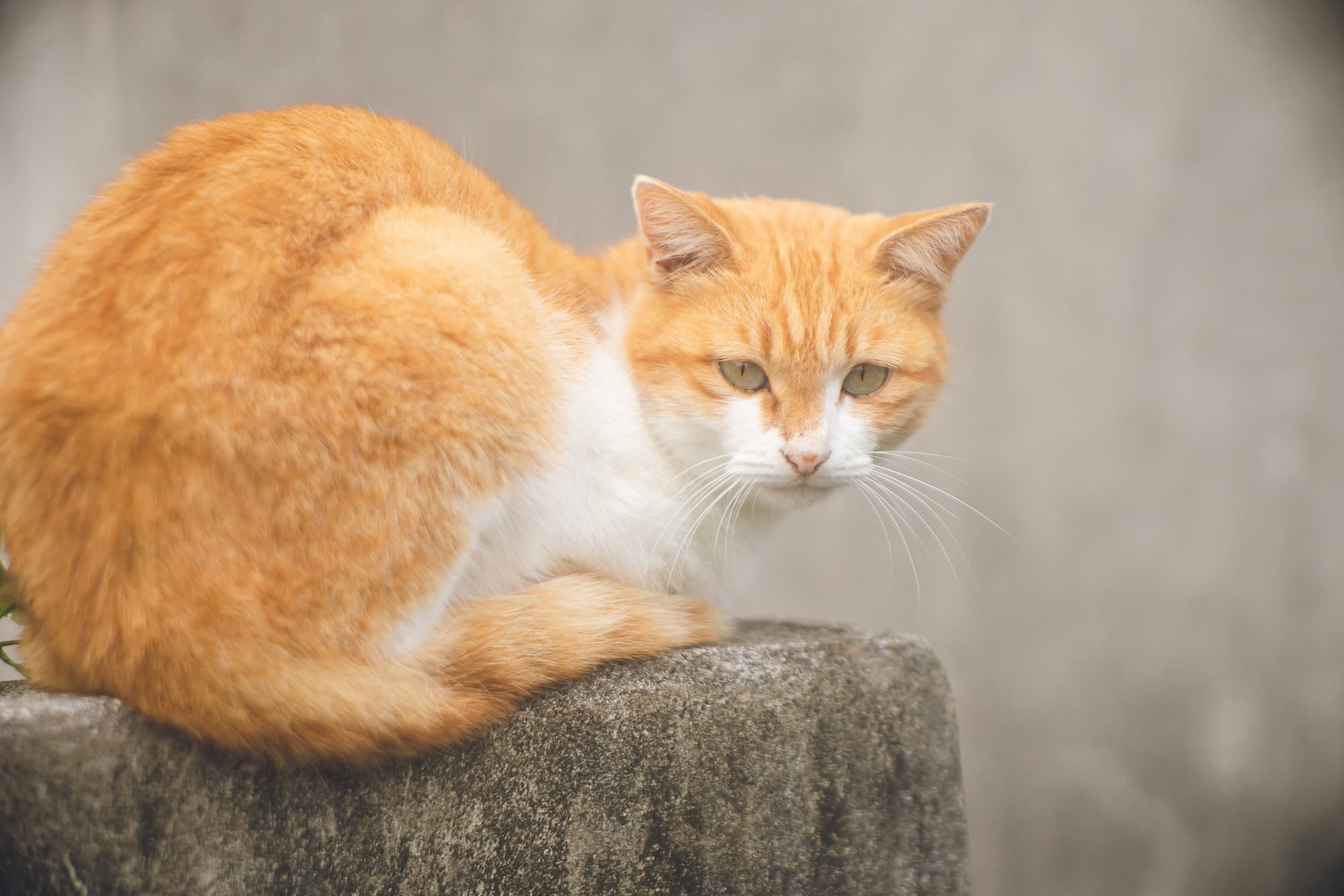 動物愛護週間