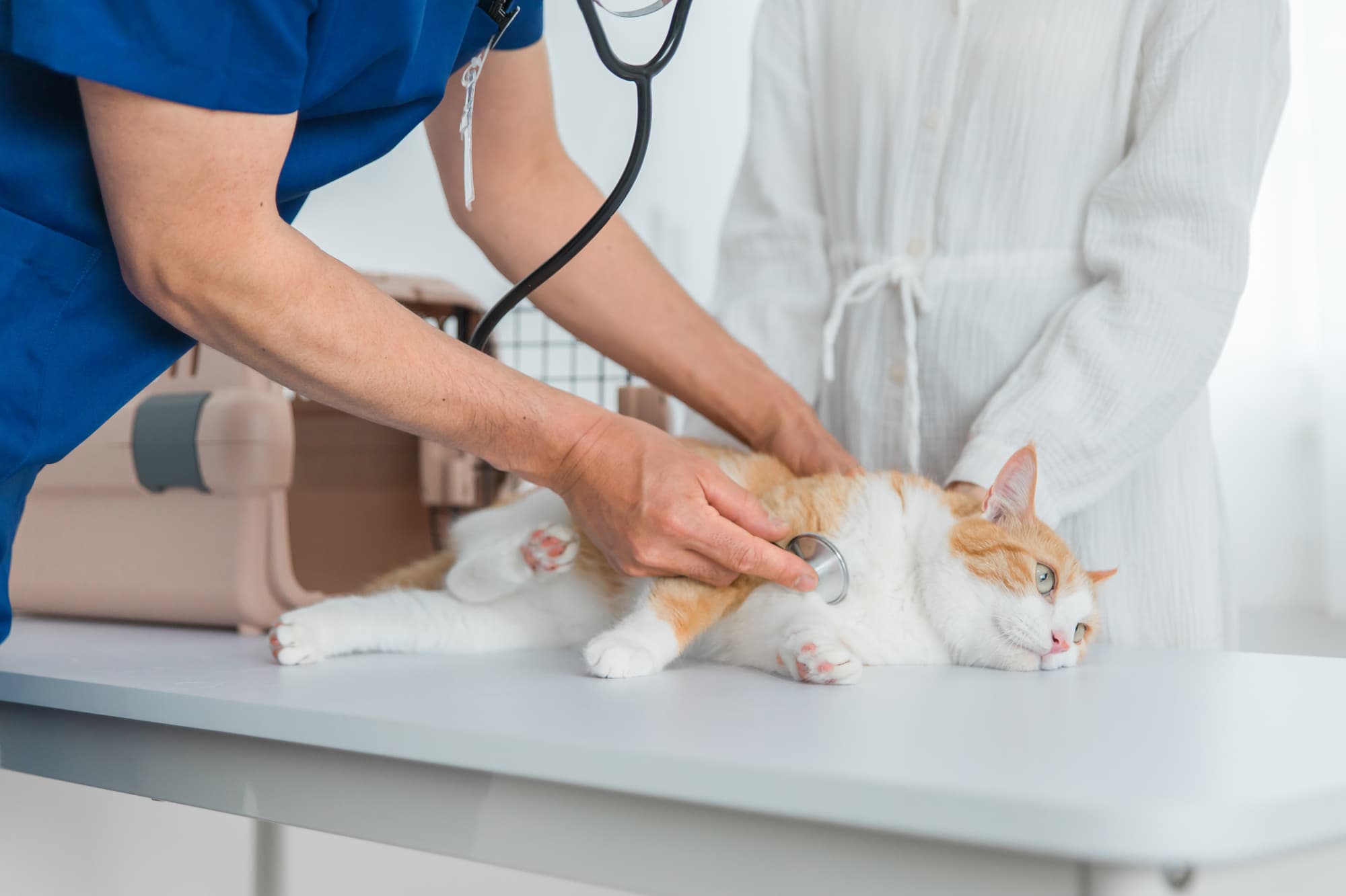 動物愛護週間